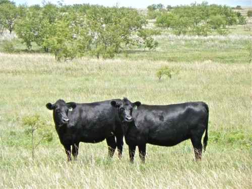 2cowsinpasture