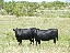 2cowsinpasture